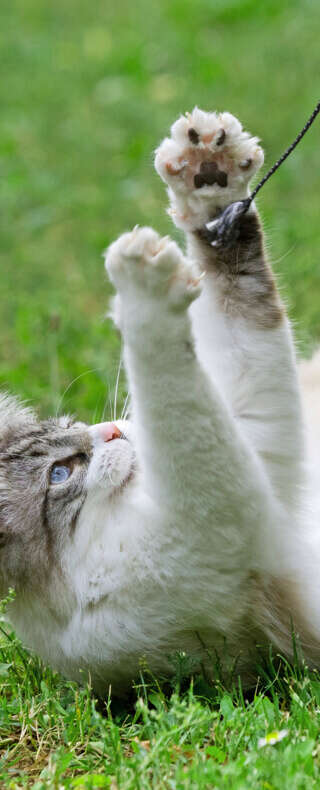 haustier katzenspielzeug banner c